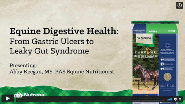 Equine Digestive Health: From Gastric Ulcers to Leaky Gut Syndrome