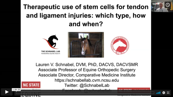 Therapeutic Use of Stem Cells for Tendon and Ligament Injuries