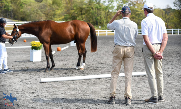 Future Event Horse Judging