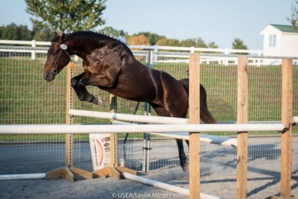 Video: Future Event Horse Introduction to Free Jumping